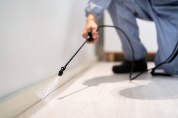 Flea Control Services in Central Gardens, TX