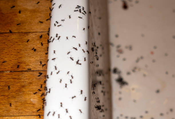 Best Emergency Pest Control  in Central Gardens, TX