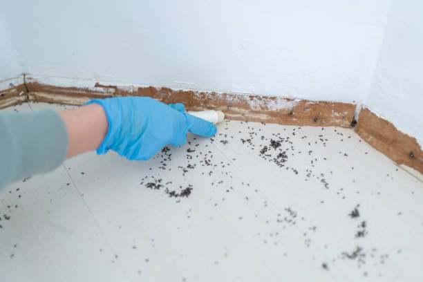 Best Rat Extermination Near Me  in Central Gardens, TX